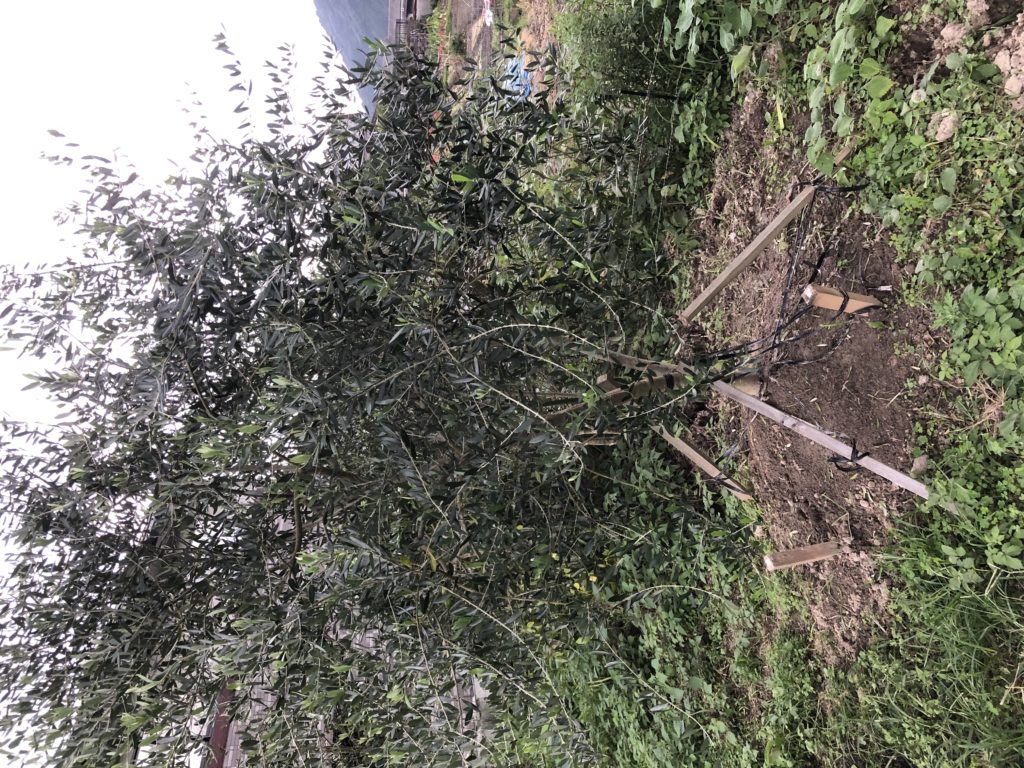 オリーブ台風対策